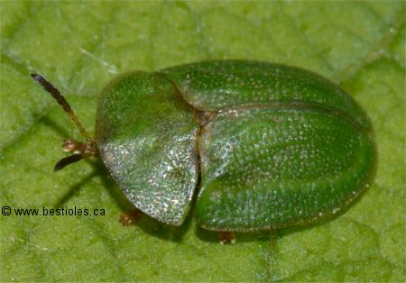 Photo de casside verte (Cassida rubiginosa)