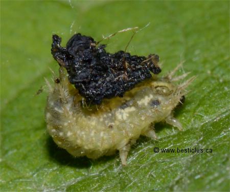 Photo d'une larve de casside