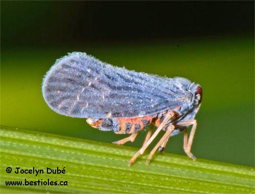 Photo de Cedusa (Derbidae)