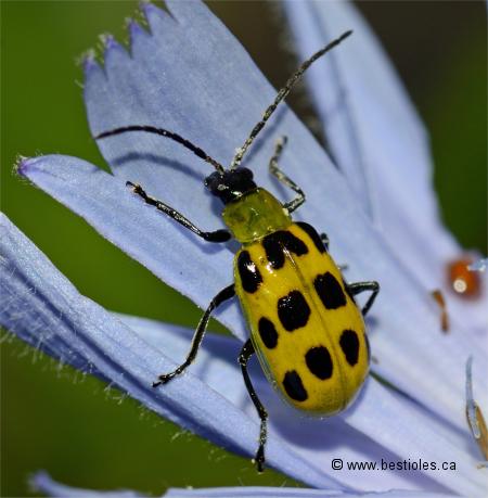 Photo d'une Chrysom�le macul�e du concombre - Diabrotica undecimpunctata