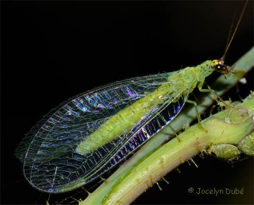 Photo de chrysope aux yeux d'or (Chrysopa oculata)