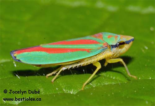 Cicadelles (Cicadellidae)