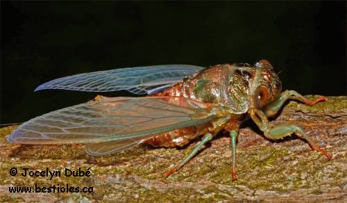 Cigales (Cicadidae)