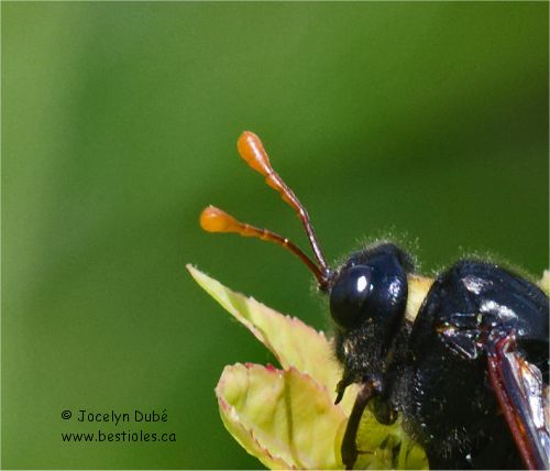 Photo des antennes en massue des Cimbicid�s