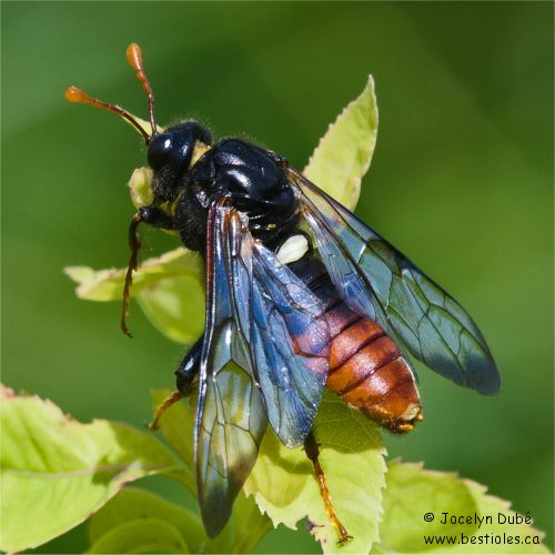 Photo d'un insecte des symphyte - Tenthr�de de l'orme