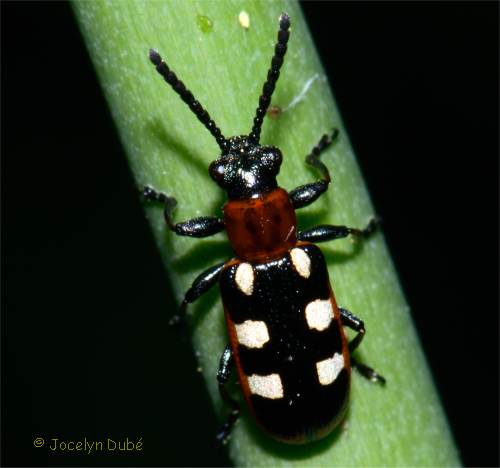 Crioc�re de l'asperge (Crioceris asparagi)