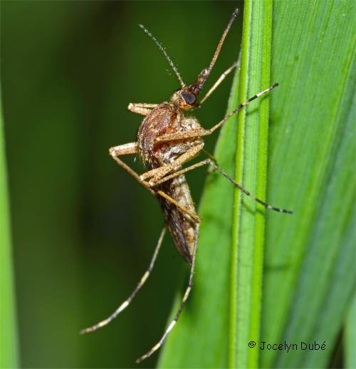 Photo d'un moustique culicid�s femelle