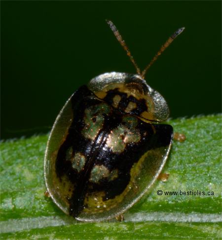 Photo d'une casside tachet�e (Deloyala guttata)