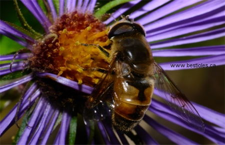 Photo d'�ristale des arbustes (Eristalis arbustorum)