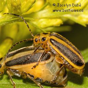 Chrysom�le ray�e de la verge d'or