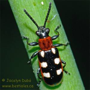 Crioc�re de l'asperge