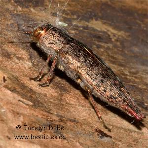 Bupreste des bois francs