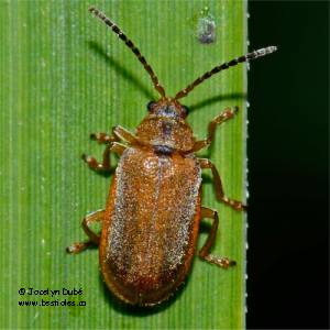 Galerucella calmariensis