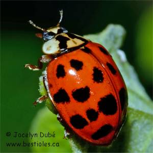 Coccinelle asiatique