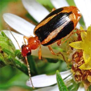 Harpalin�s - Harpalinae