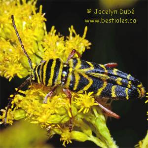 Cyll�ne du robinier