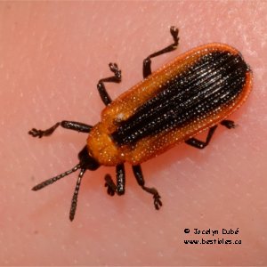 Hispine � ligne noire