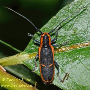 Saperde � bandes lat�rales