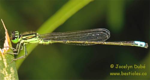 Agrion vertical (Ischnura verticalis)