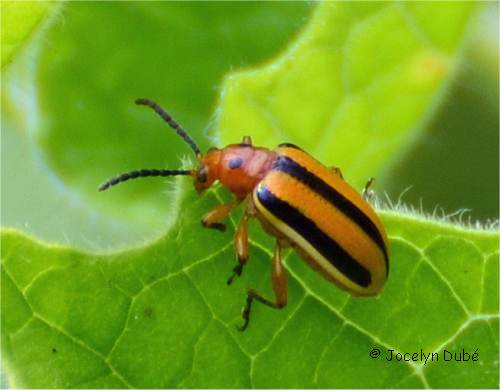 Chrysom�le ray�e de la pomme de terre (Lema daturaphila)