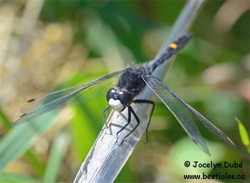 Leucorrhine mouchet�e (Leucorrhinia intacta)