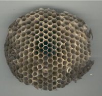 Photo d'un nid de guêpes