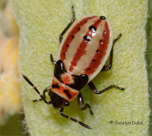 Photo de nymphe d'h�mipt�re