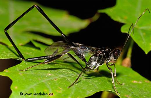 Photo de p�l�cinide