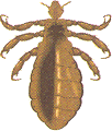Image de pou