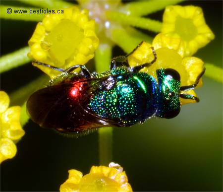 Photo de Chryside dorée (Pseudomalus auratus)