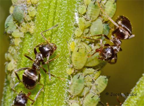 Pucerons entretenus par des fourmis