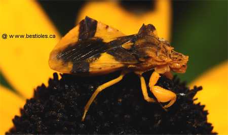 Photo d'une punaise embusqu�e femelle (Phymata fasciata)