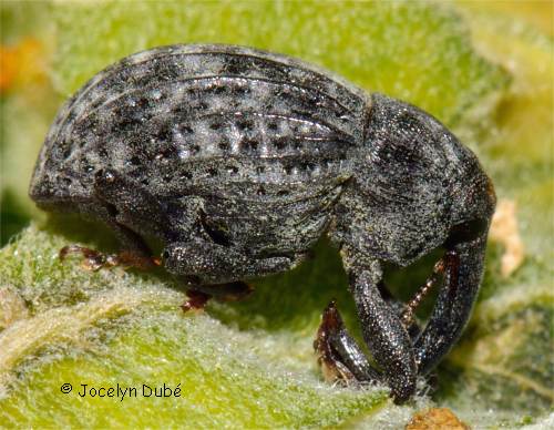 Charan�on de l'ascl�piade, Rhyssomatus lineaticollis (Molytinae)