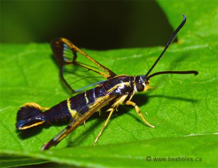 Photo de s�sie du cornouiller - Synanthedon scitula