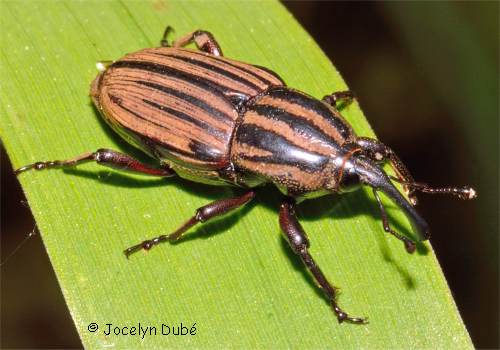 Sphenophorus costipennis