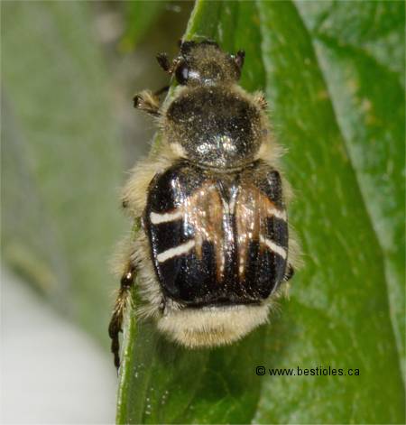 Photo de scarab�e des marguerites (Trichiotinus assimilis)