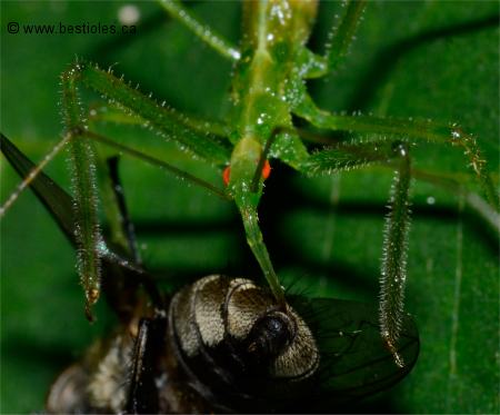 Photo des pi�ces buccales allong�es d'un h�mipt�re