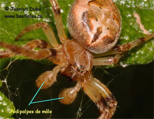 Aranéomorphes et Mygalomorphes