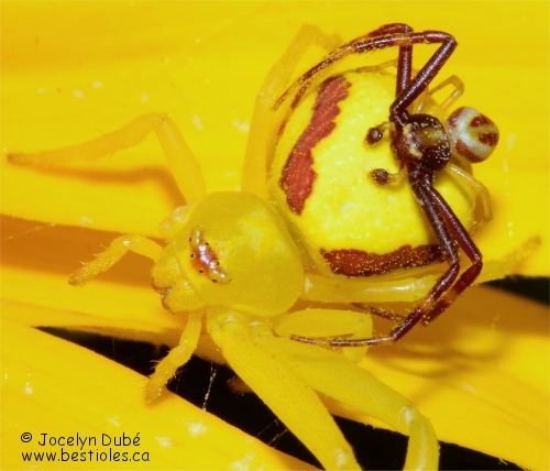 Photo d'une araign�e misum�ne variable m�le