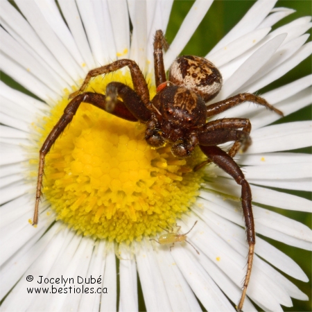 Photo d'araign� crabe (Xysticus emertoni)