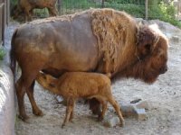 Photo de bison et son b�b�