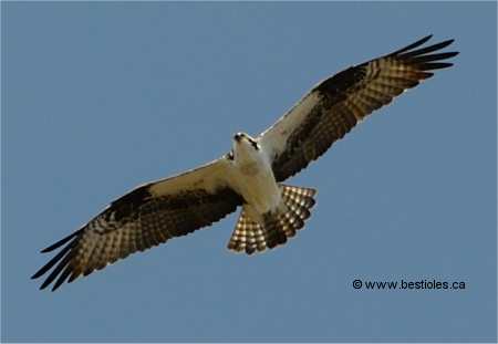 Photo d'un balbuzard p�cheur en vol