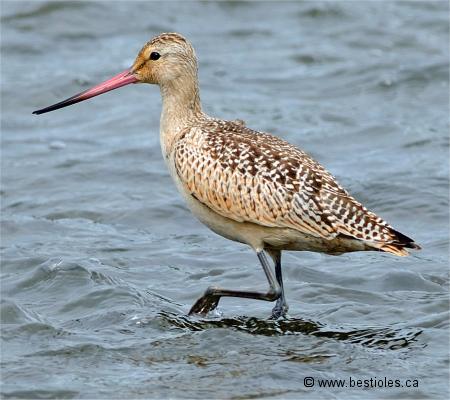 Photo d'une barge marbr�e