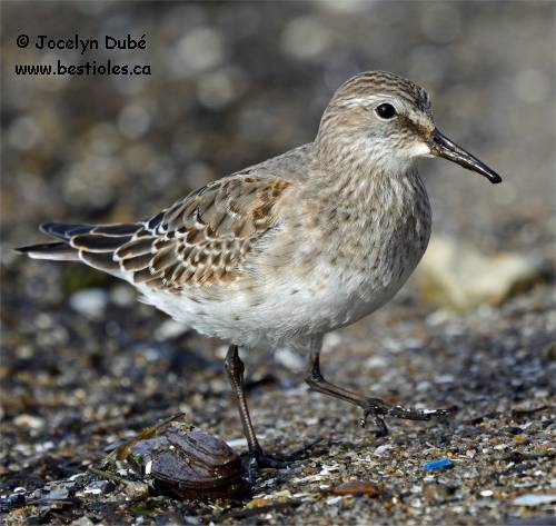 Photographie d'un B�casseau � croupion blanc en plumage hivernal