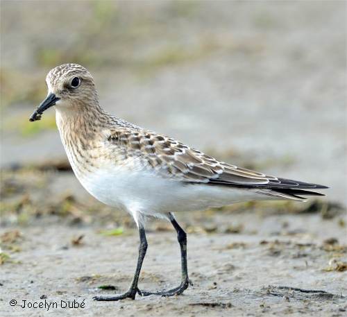 Photo de b�casseau de Baird