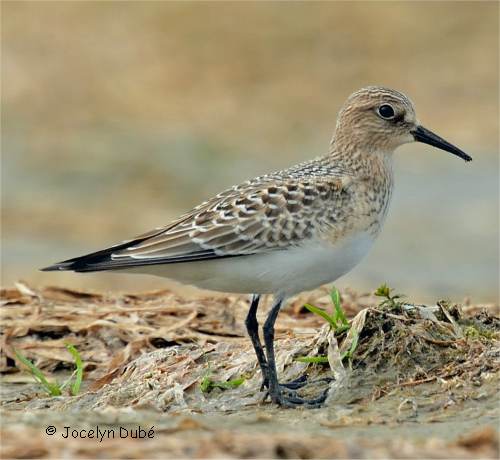 Photographie d'un b�casseau de Baird