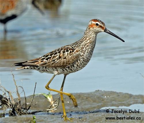 Photo de b�casseau � �chasse en plumage nuptial