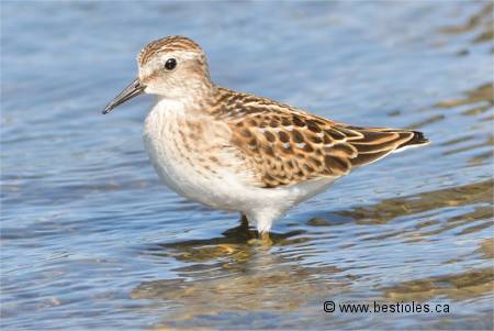 Photo de b�casseau minuscule dans l'eau