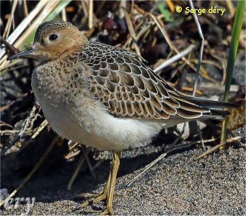 Photographie d'un b�casseau rouss�tre