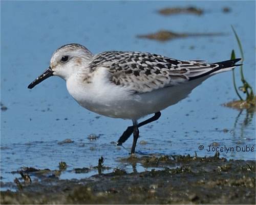 Photographie d'un b�casseau sanderling